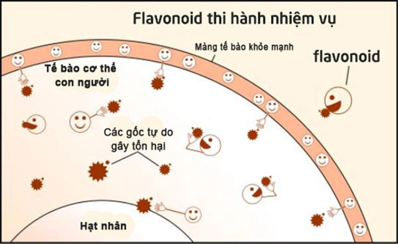 Flavonoid trong rau đắng giúp cải thiện sức khỏe tế bào