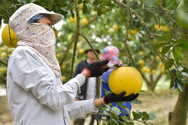 Cầm bưởi trên tay để cảm nhận trọng lượng của nó