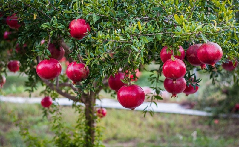 Chọn lựu đúng mùa vụ đảm bảo chất lượng