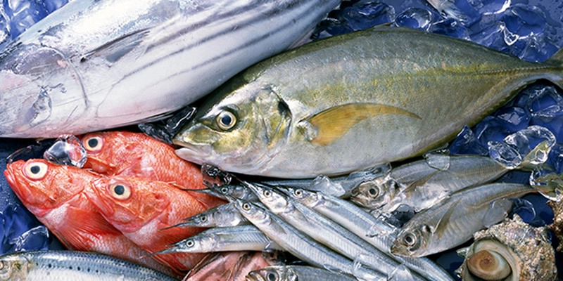 Cá tươi mang lại rất nhiều giá trị dinh dưỡng