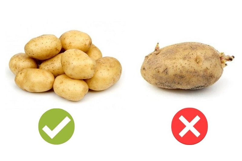 Tránh chọn khoai tây vỏ chuyển màu xanh, hoặc có mầm ăn gây ngộ dộc