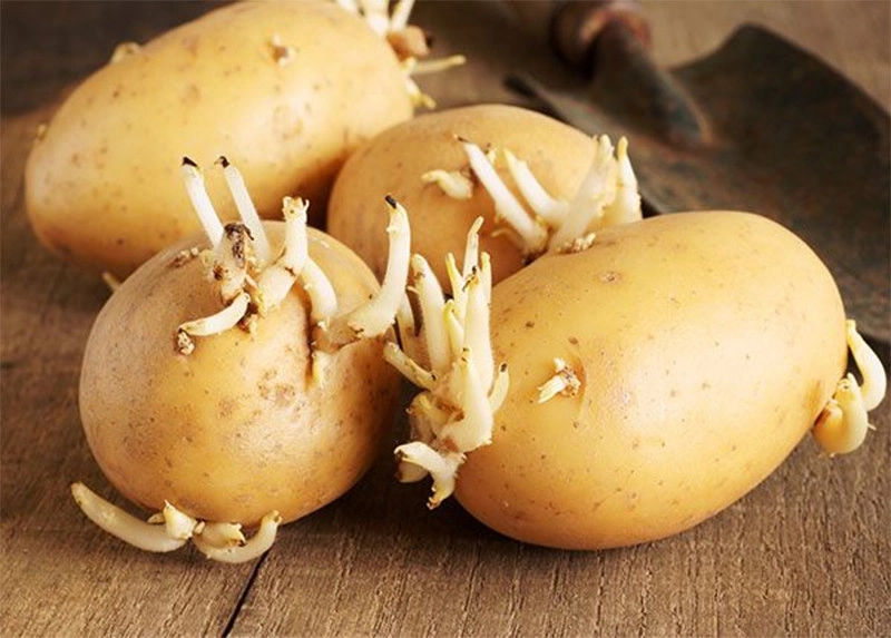 Tuyệt đối không ăn khoai tây đã nảy mầm rất nguy hiểm cho sức khỏe
