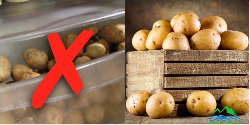 Để khoai tây ở nhiệt độ thường, tránh để trong tủ lạnh