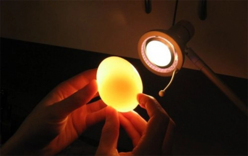 Soi trứng dưới ánh sáng để kiểm tra trứng mới, cũ