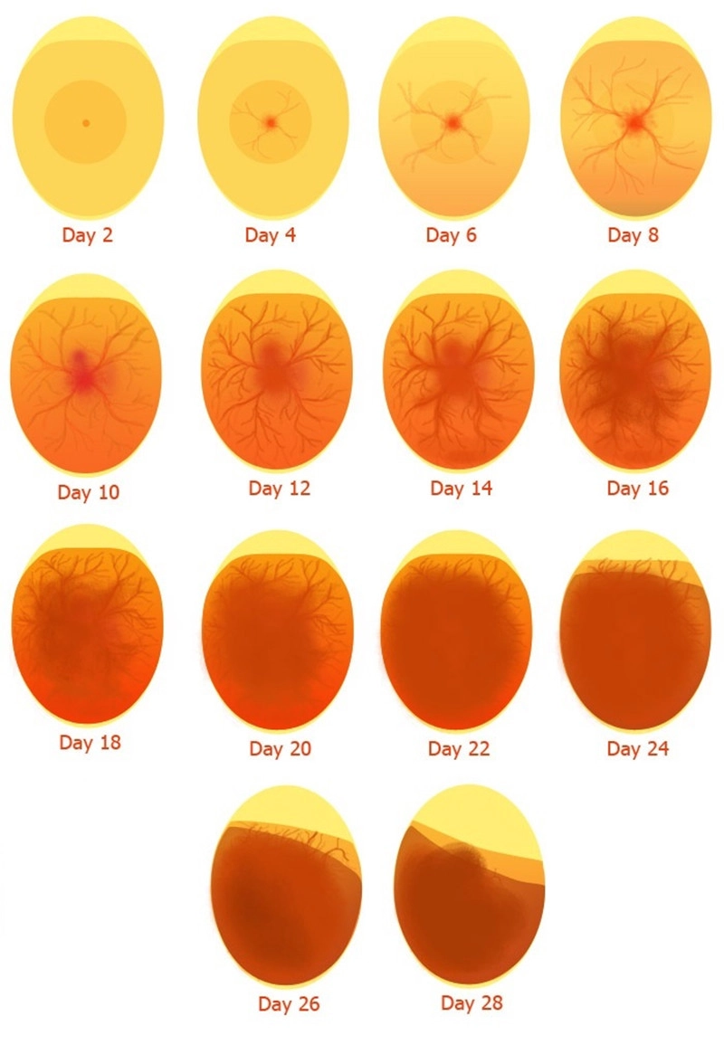 Bảng mô tả phát triển của phôi trứng vịt