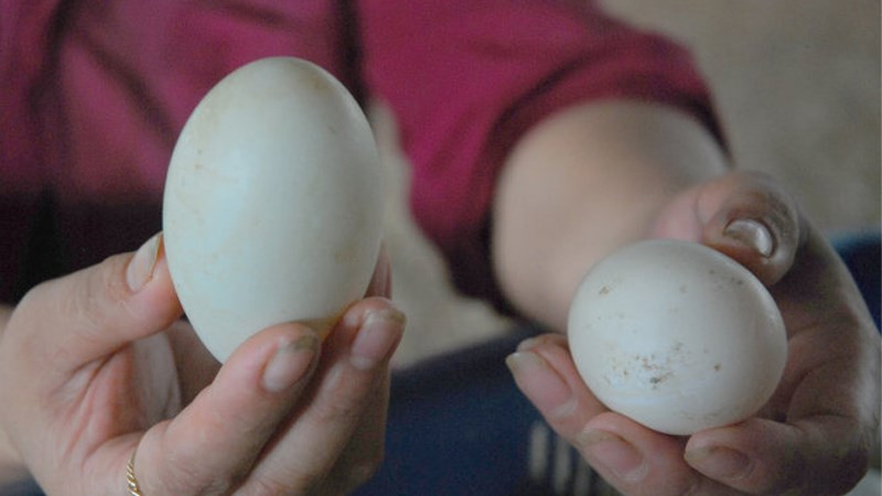 Cầm trứng vịt lộn và cảm nhận độ nặng nhẹ của nó