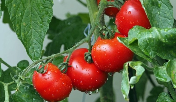 Cách chọn cà chua tươi ngon và hướng dẫn bảo quản đúng cách