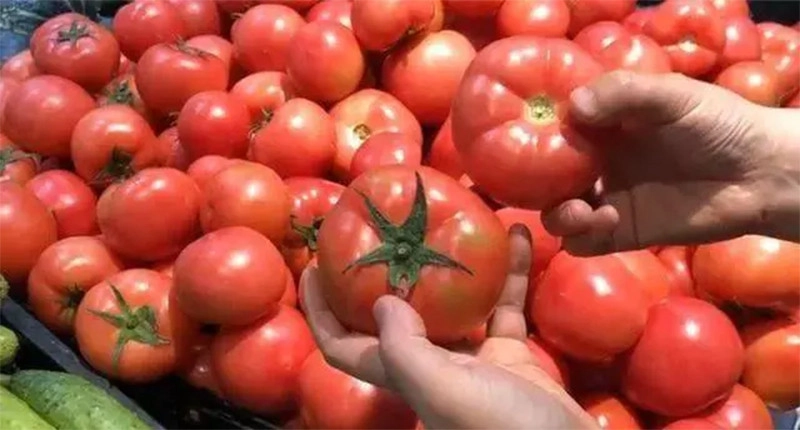 Sờ nắn cà chua để lựa chọn theo độ mềm cứng