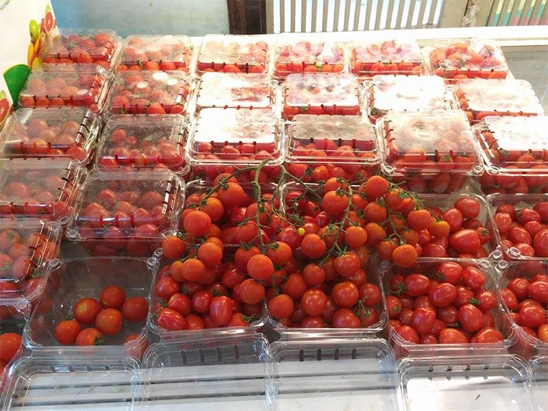 Bảo quản cà chua đúng cách để được tươi lâu hơn