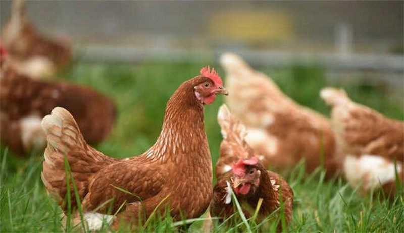 Nên chọn gà mái tơ tránh chọn gà mái đã đẻ trứng ăn thịt dai